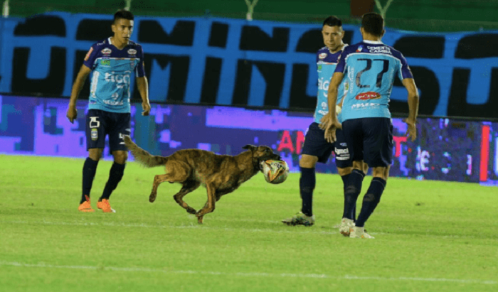 cachorro-invade-o-gramado-e-rouba-a-cena-na-bolivia-Futebol-Latino-25-10