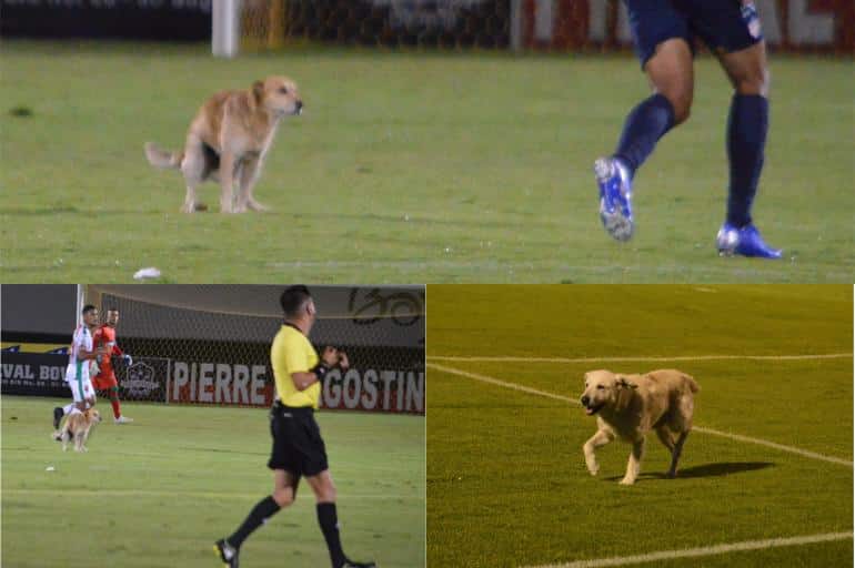 cachorro-atrevido-e-gato-habilidoso-roubam-a-cena-no-futebol-latino-Futebol-Latino-25-07